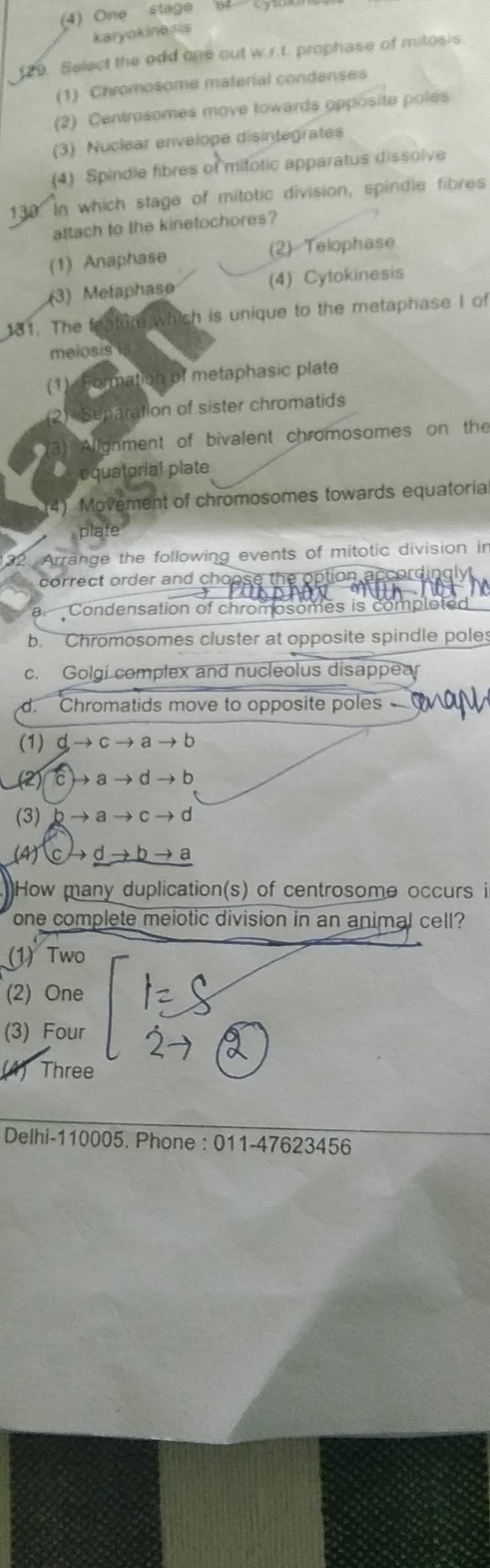 Algnment of bivalent chromosomes on the equatorial plate Filo
