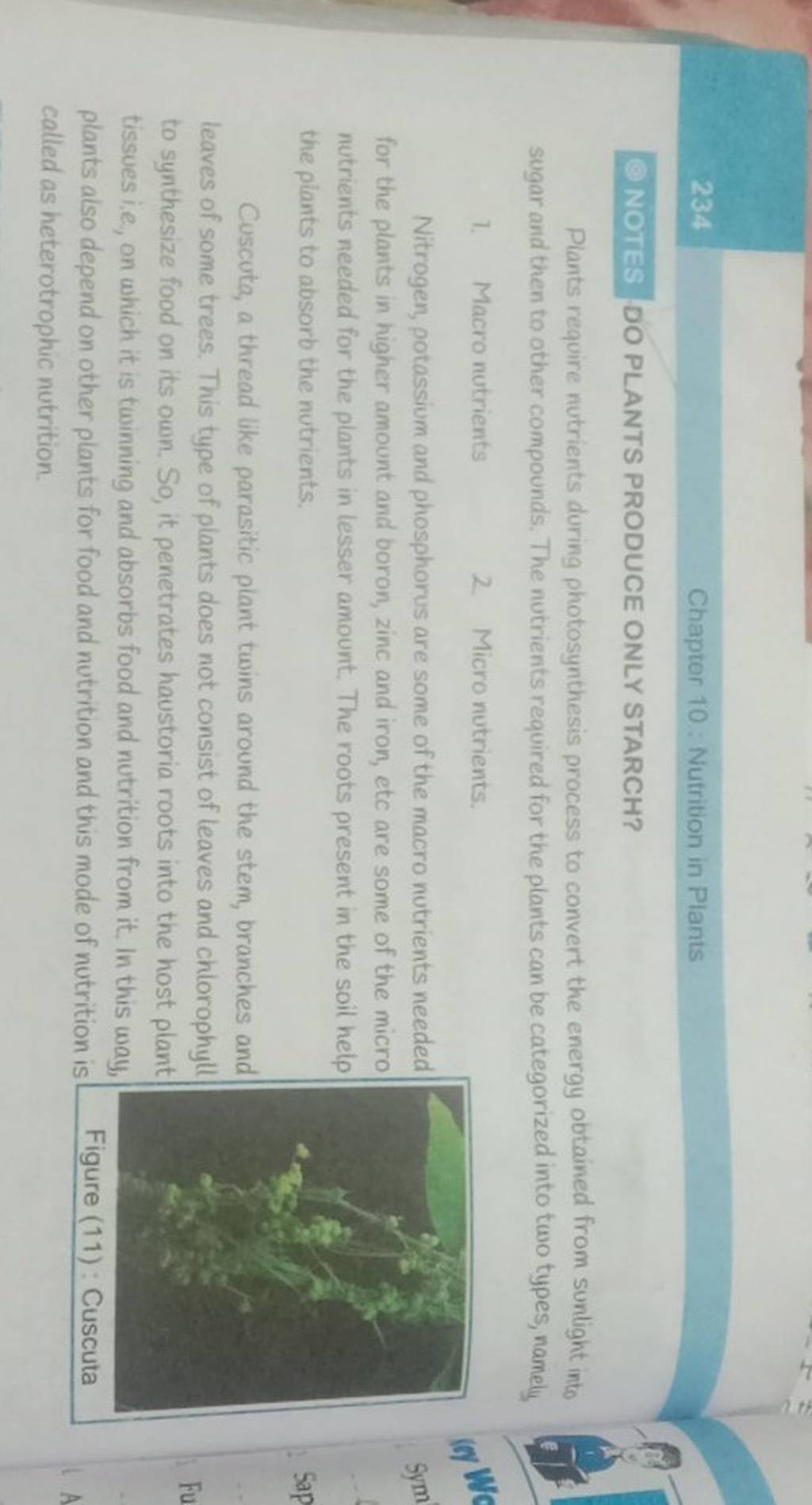 Chapter 10 Nufrition in Plants NOTES DO PLANTS PRODUCE ONLY STARCH? Pla..