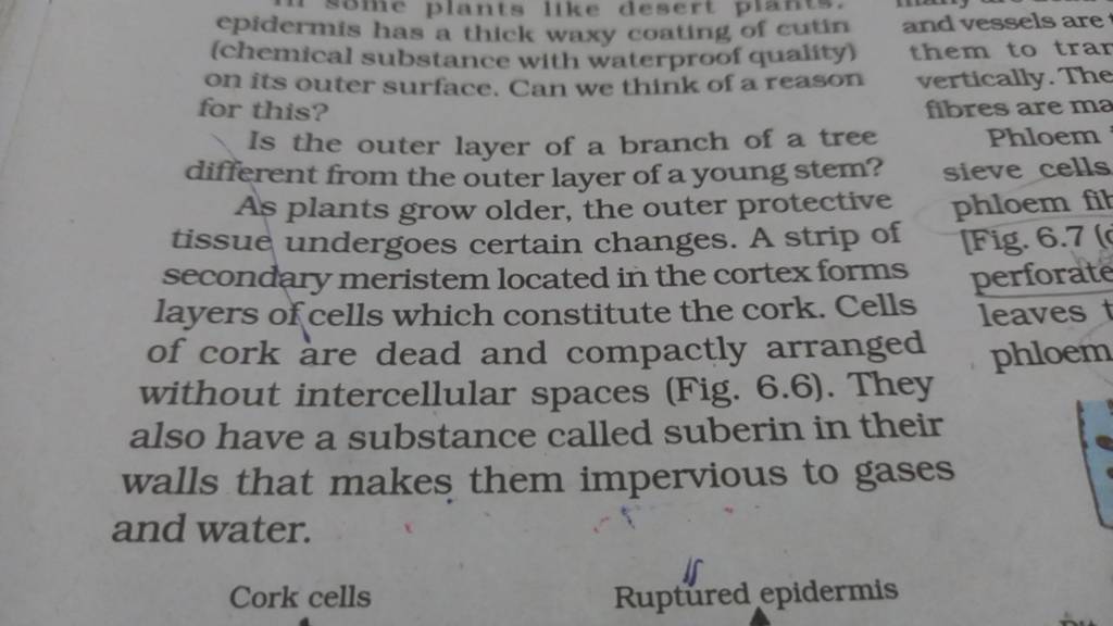 epidermis has a thick waxy coating of cutin and vessels are (chemical sub..