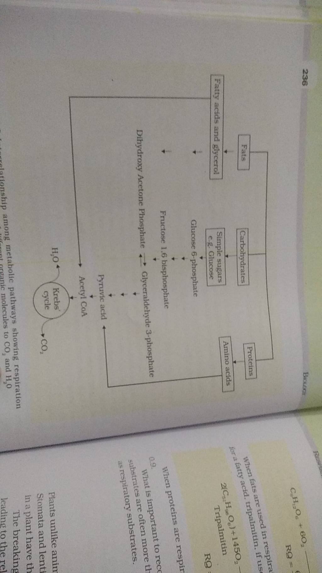 236 Fats Fatty acids and glycerol Carbohydrates Simple sugars e.g. Glucos..