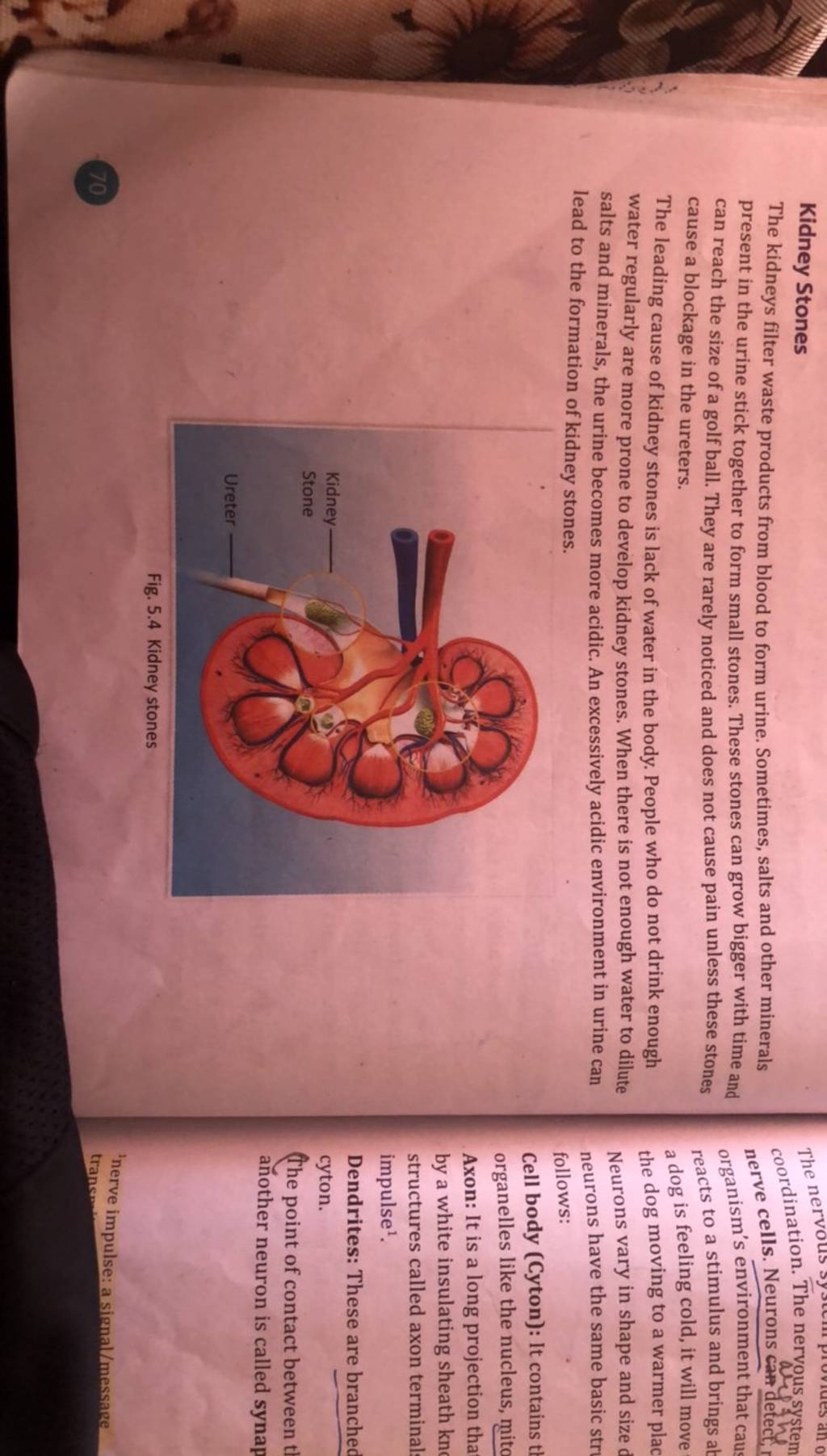 the-kidneys-filter-waste-products-from-blood-to-form-urine-sometimes-sa