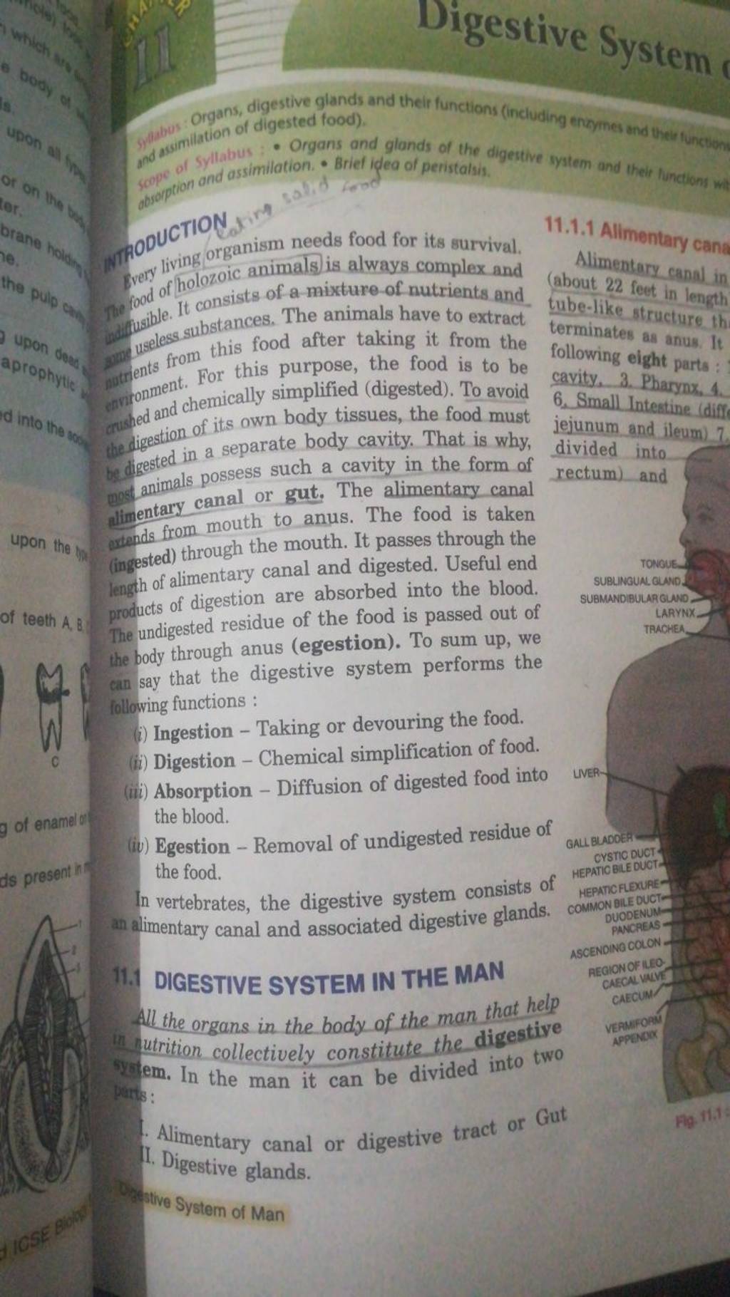 Digestive System Organs, digestive glands and their functions (including