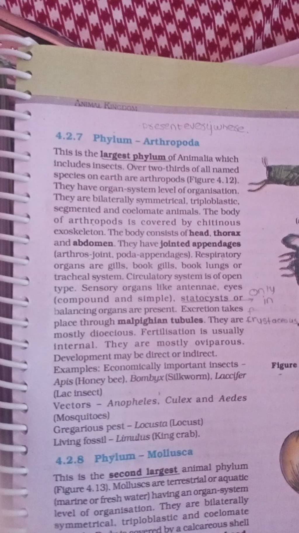 4.2.7 Phylum - Arthropoda This is the largest phylum of Animalia which in..