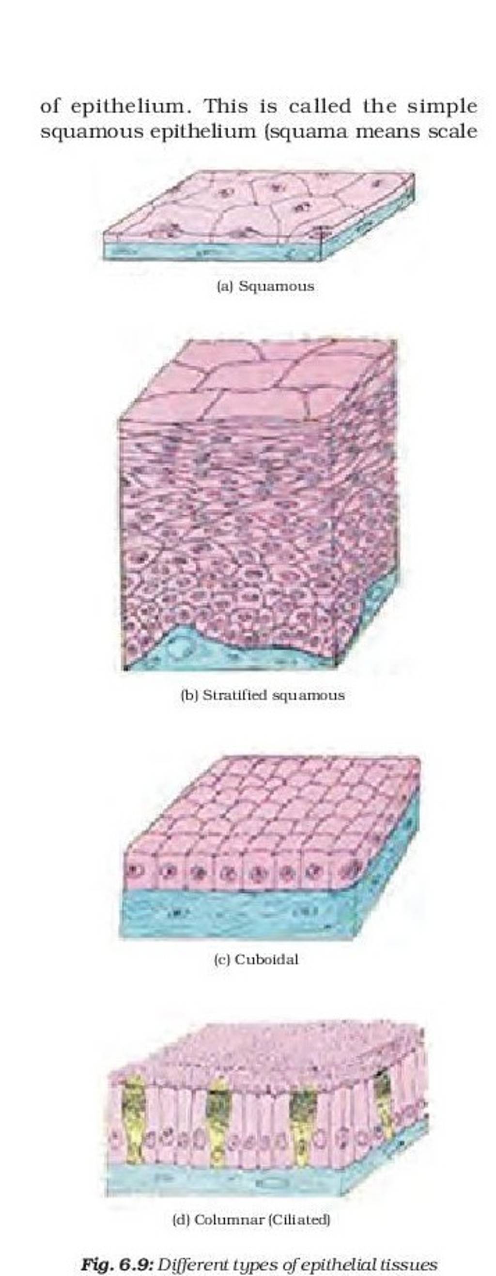 of epithelium. This is called the simple squamous epithelium (squama mean..