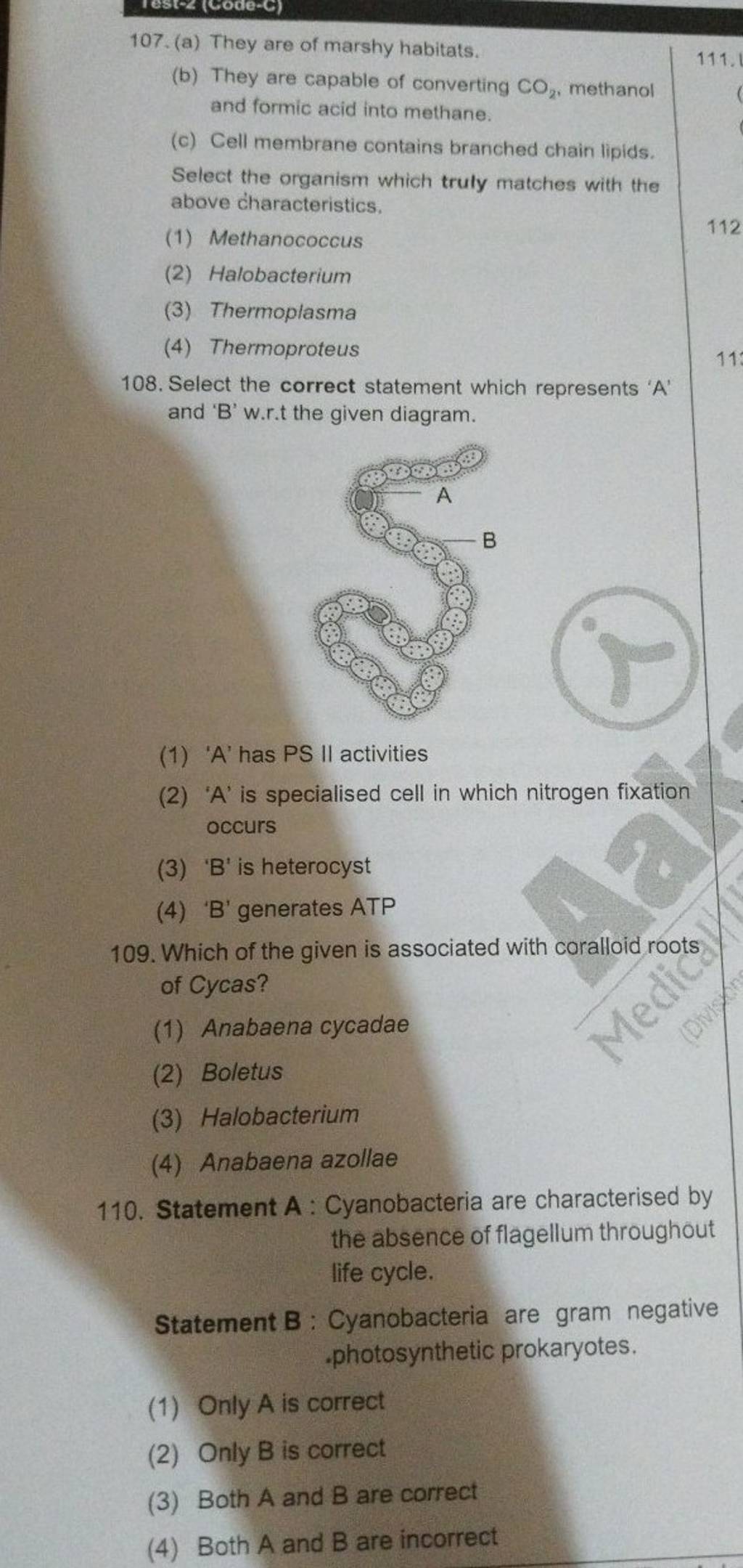 Statement A Cyanobacteria are characterised by the absence of flagellum