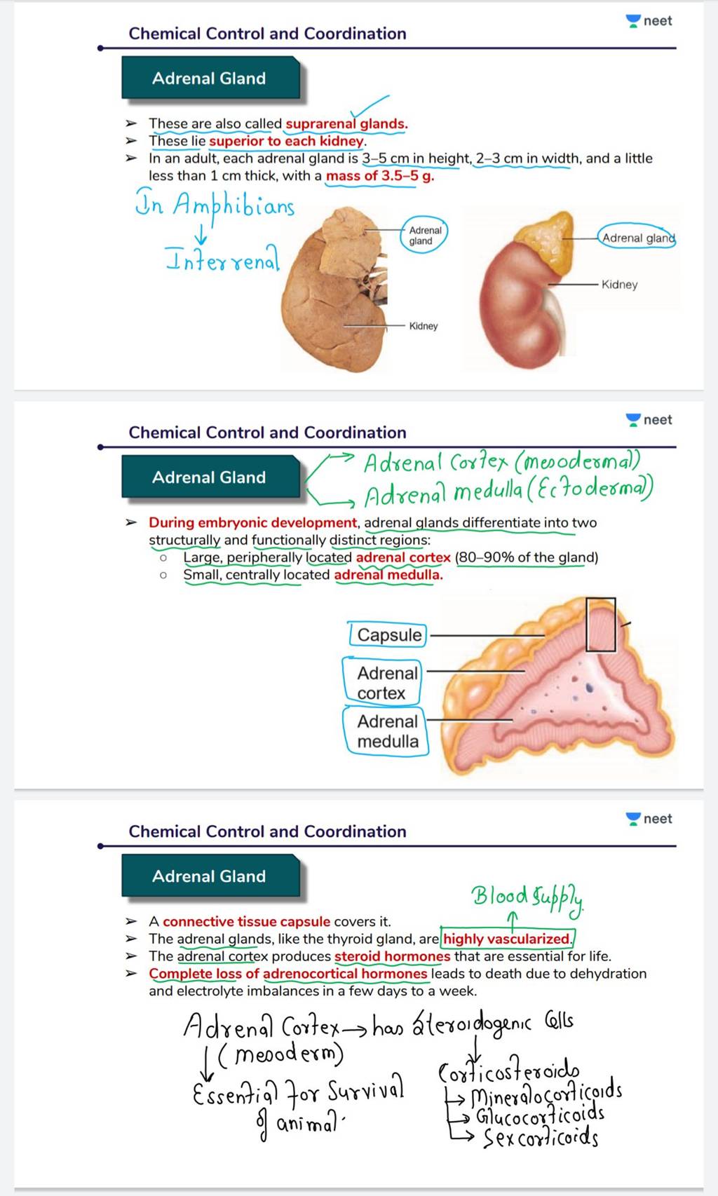 Chemical Control And Coordination Adrenal Gland These Are Also Called Sup..