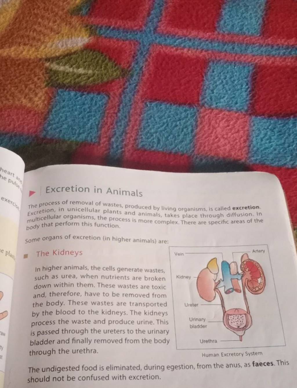 Excretion In Animals The Process Of Removal Of Wastes, Produced By Living..