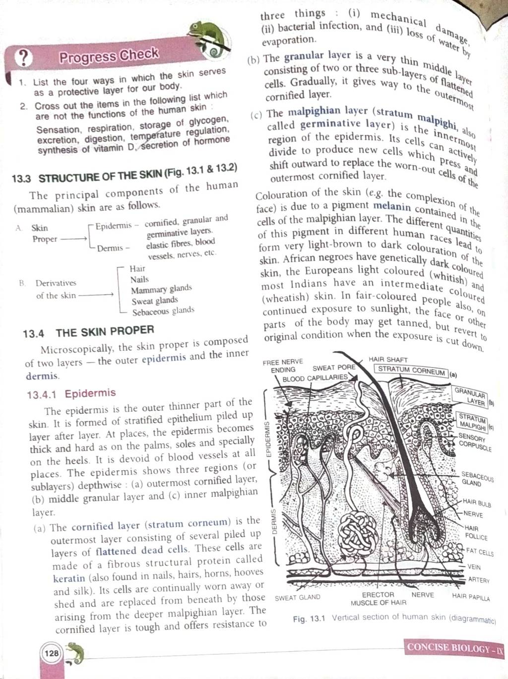 are not the functions of the human skin (c) The malpighian layer (stratum..