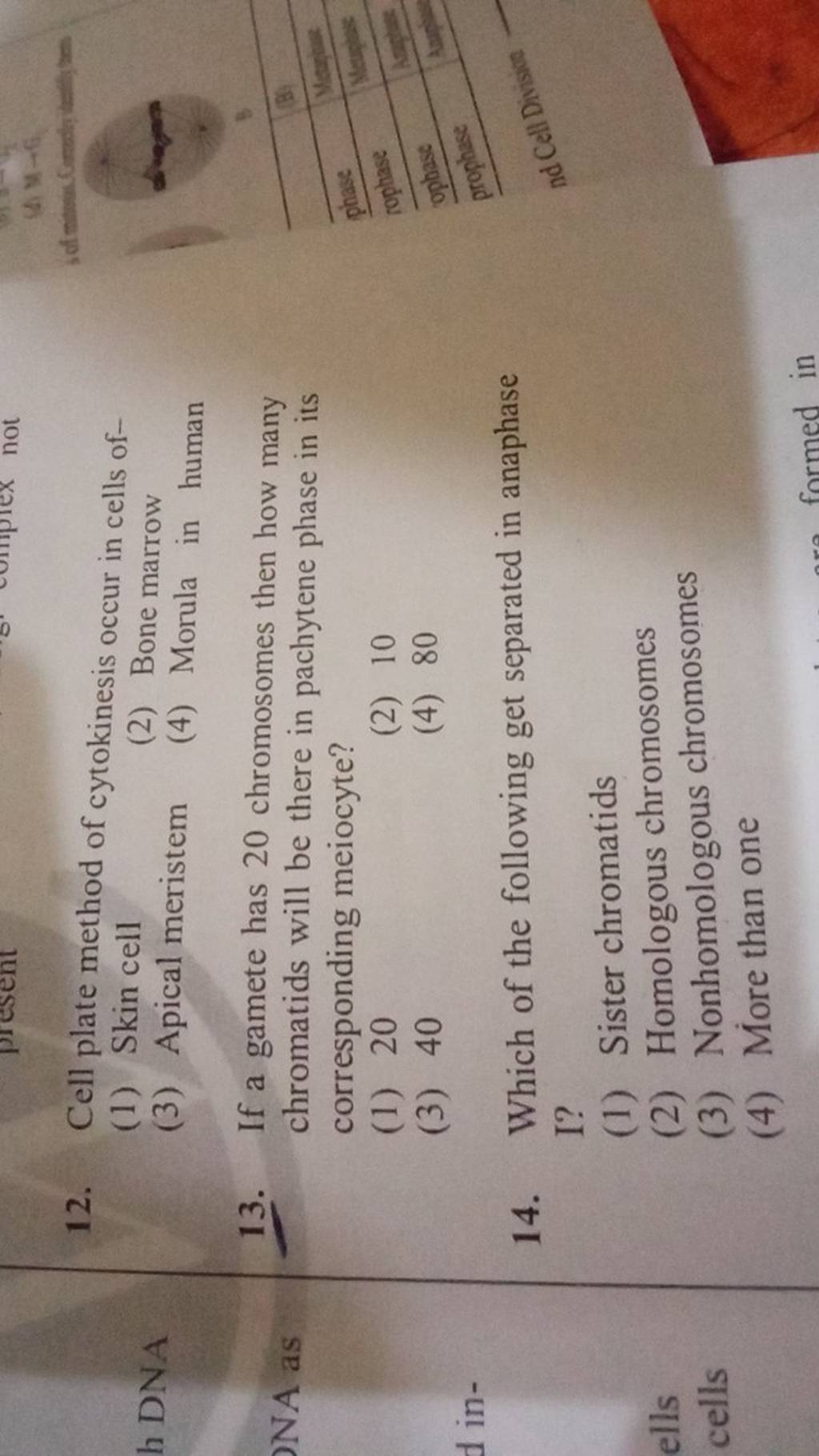 Cell plate method of cytokinesis occur in cells of Filo