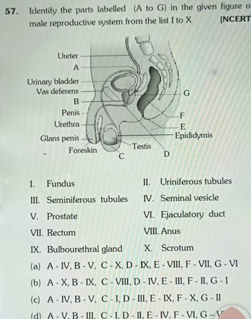 Identify The Parts Labelled A To G In The Given Figure O Male Reprodu