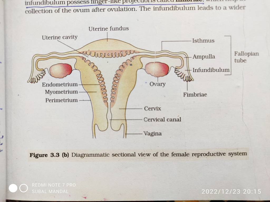 collection of the ovum after ovulation. The infundibulum leads to a wider..