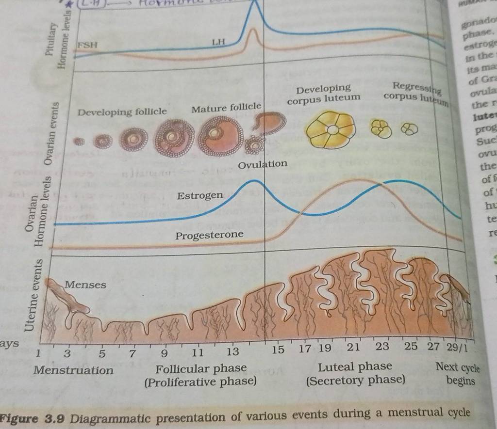 menstruation-proliferative-phase-follicular-phase-secretory-phase