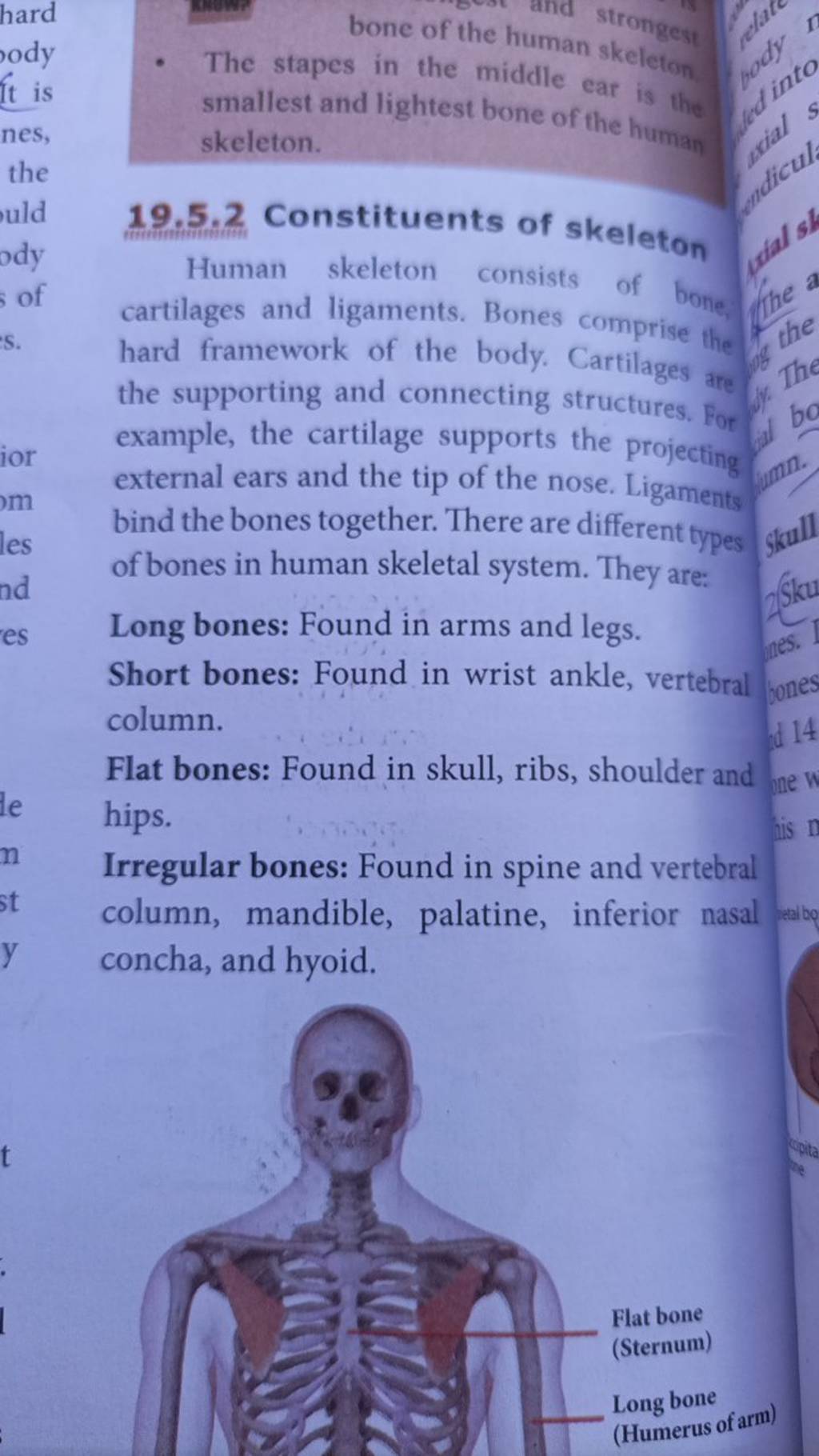  The stapes in the middle ear is the smallest and lightest bone of the h..