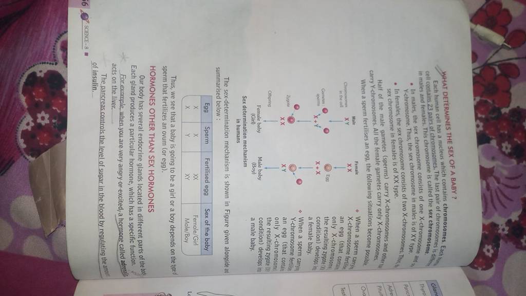 56 science 8 what determines the sex of a baby cell contains 23 pairs of 