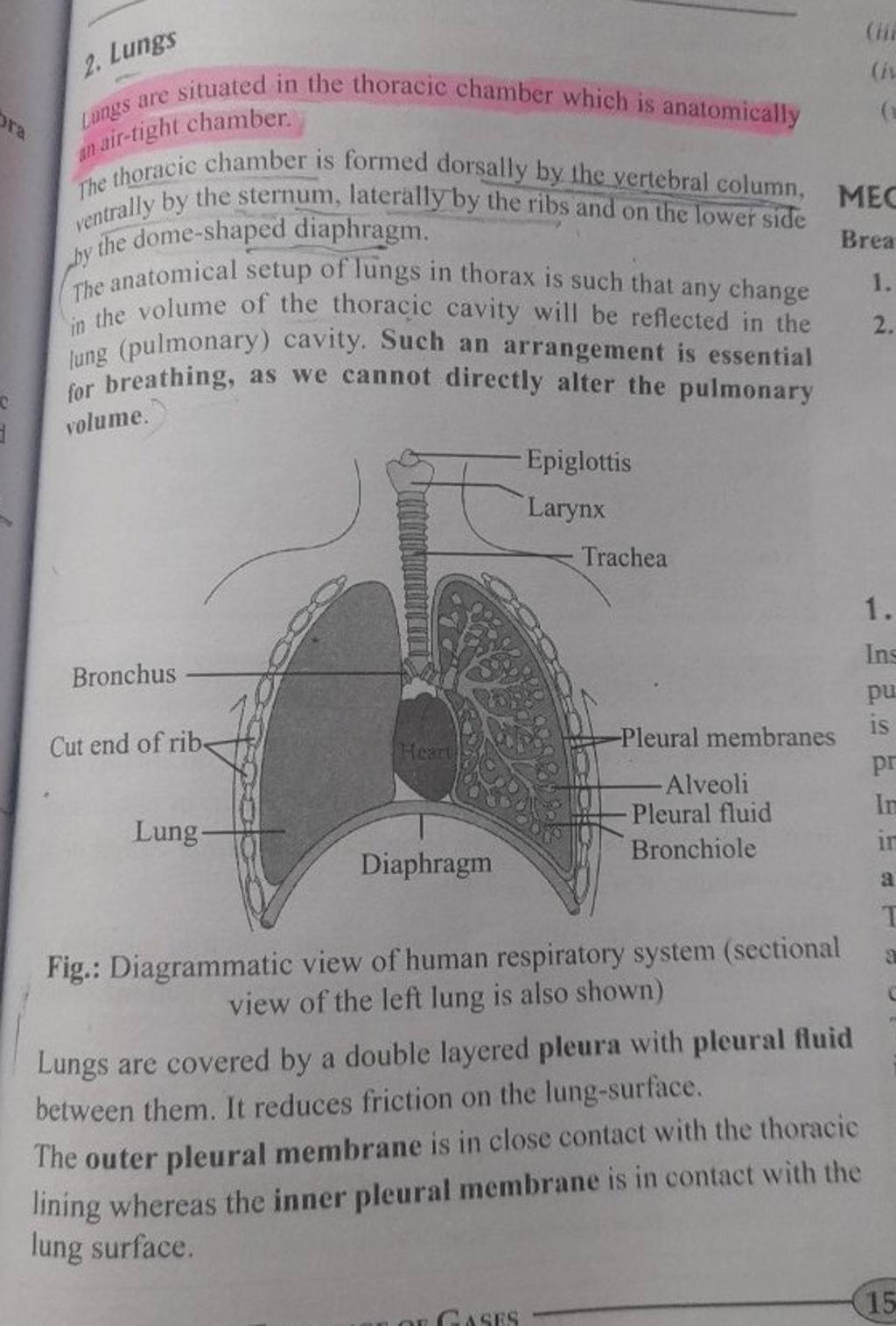 2. Lungs pungs are situated in the thoracic chamber which is anatomically..