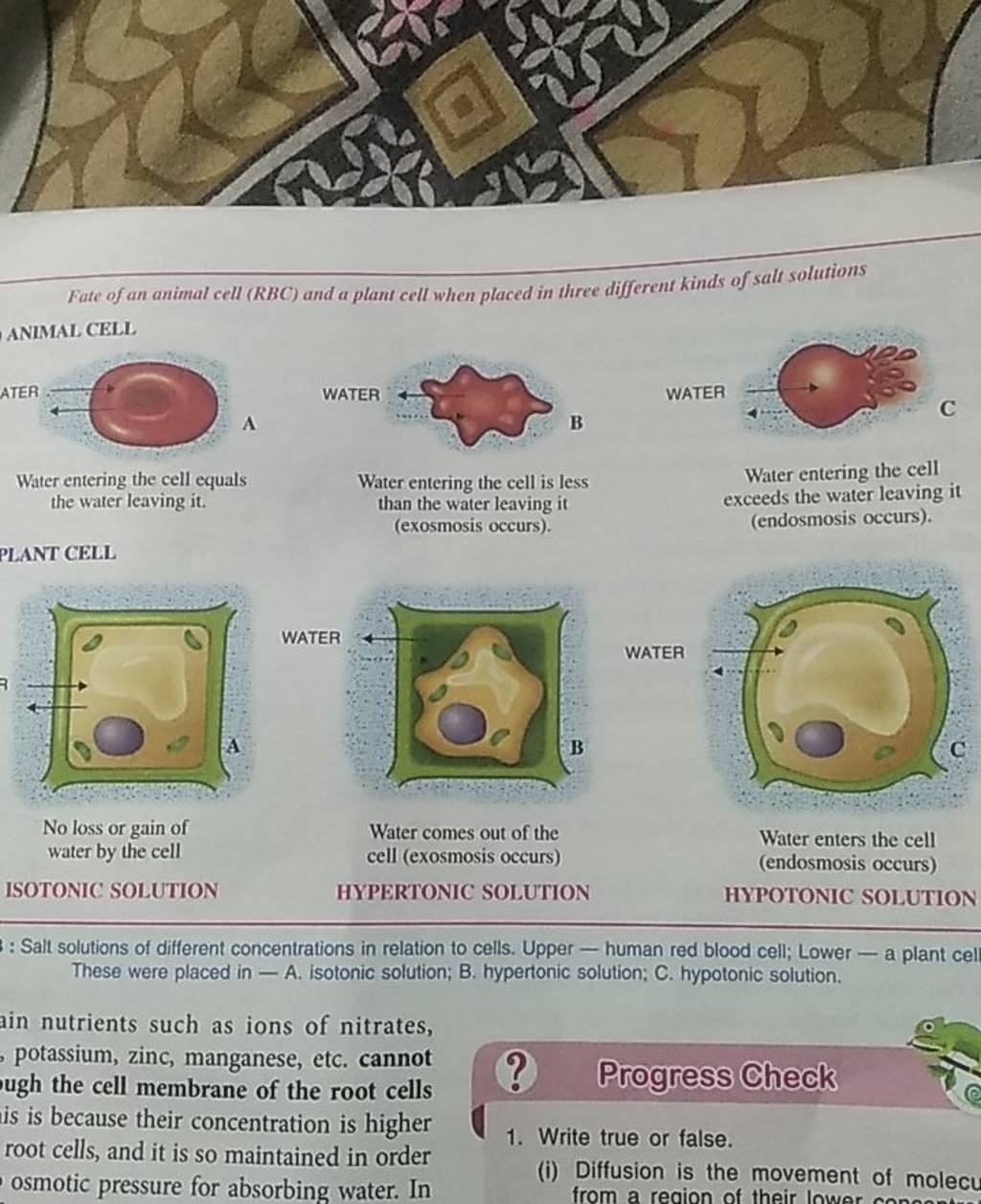 Fate of an animal cell (RBC) and a plant cell when placed in three differ..