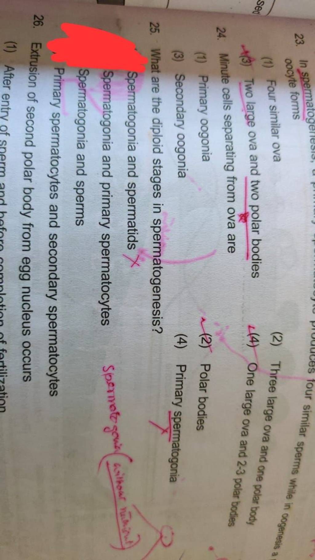 Minute cells separating from ova are Filo