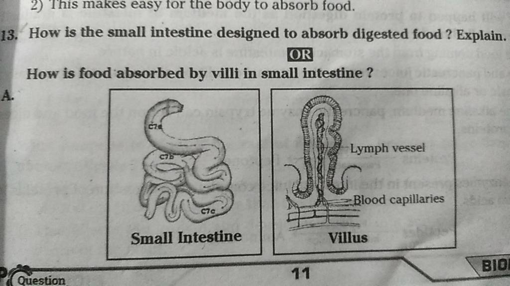 how-is-the-small-intestine-designed-to-absorb-digested-food-youtube