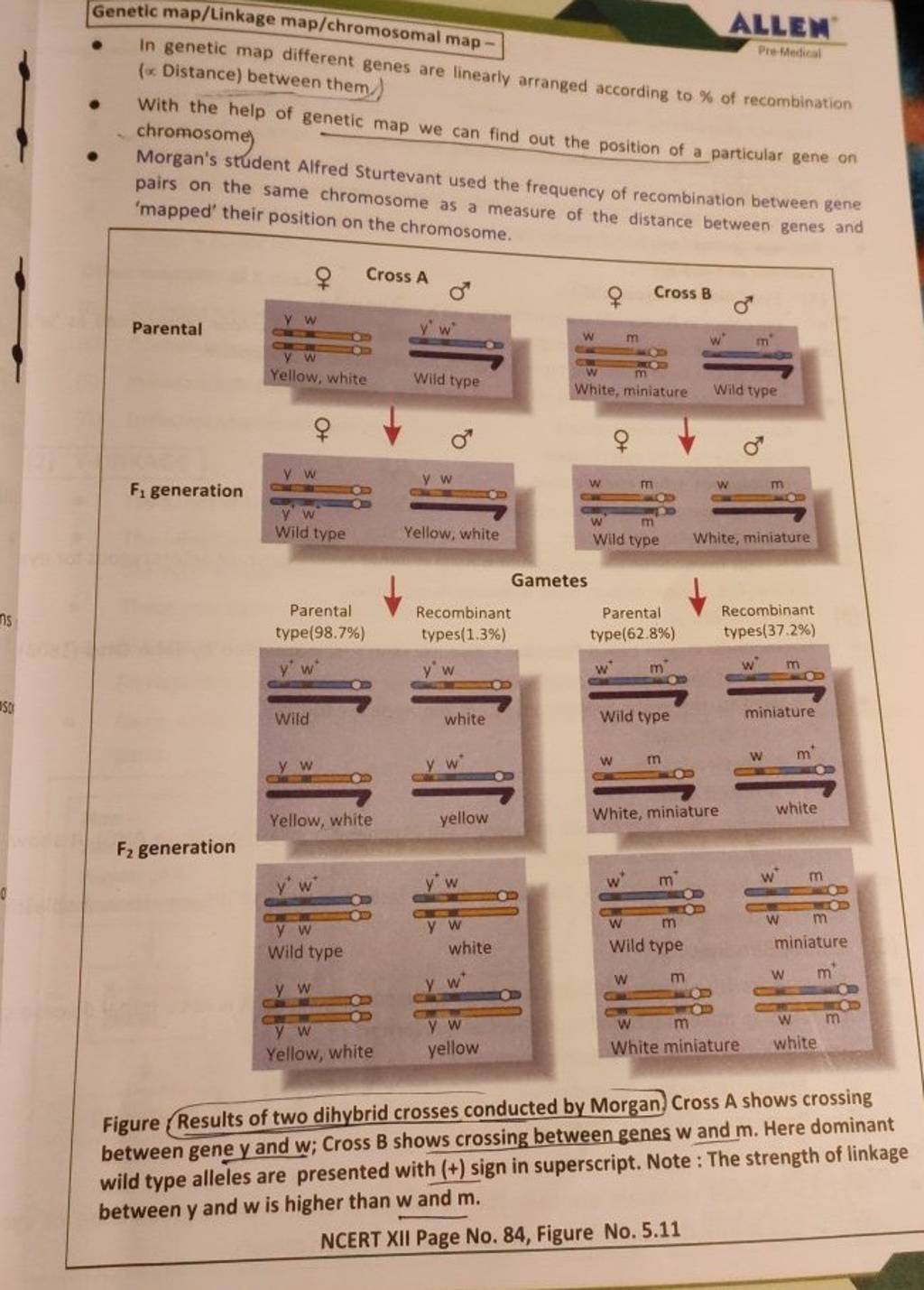 map/Linkage map/chromosomal map In map different gene..