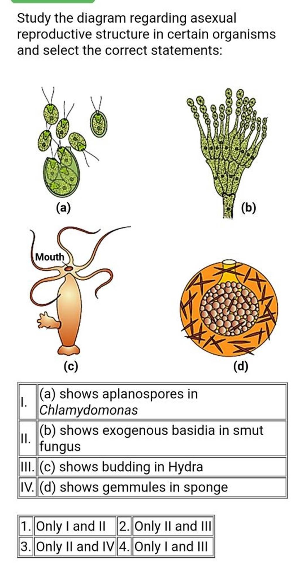 Study the diagram regarding asexual reproductive structure in certain org..
