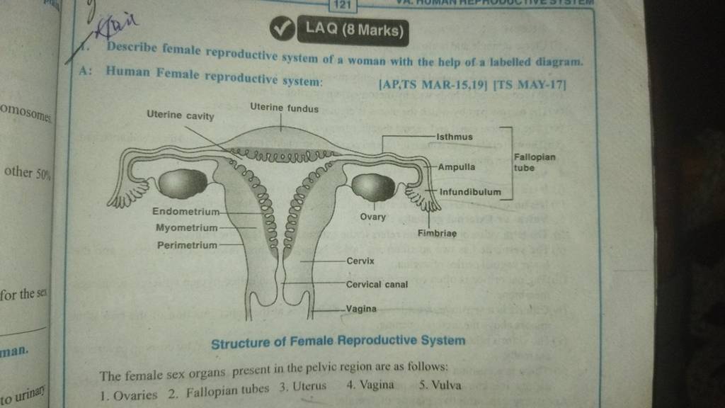 LAQ (8 Marks) 1. Describe female reproductive system of a woman with the