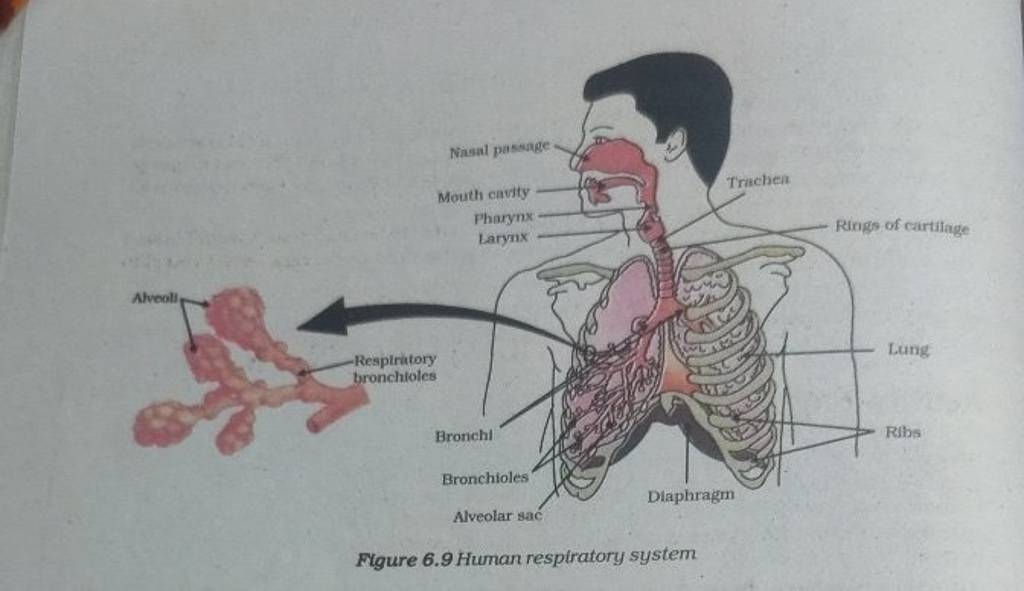 Alveoll Nasal passage. Mouth cavity Pharynx Larynx Respiratory bronchiol..