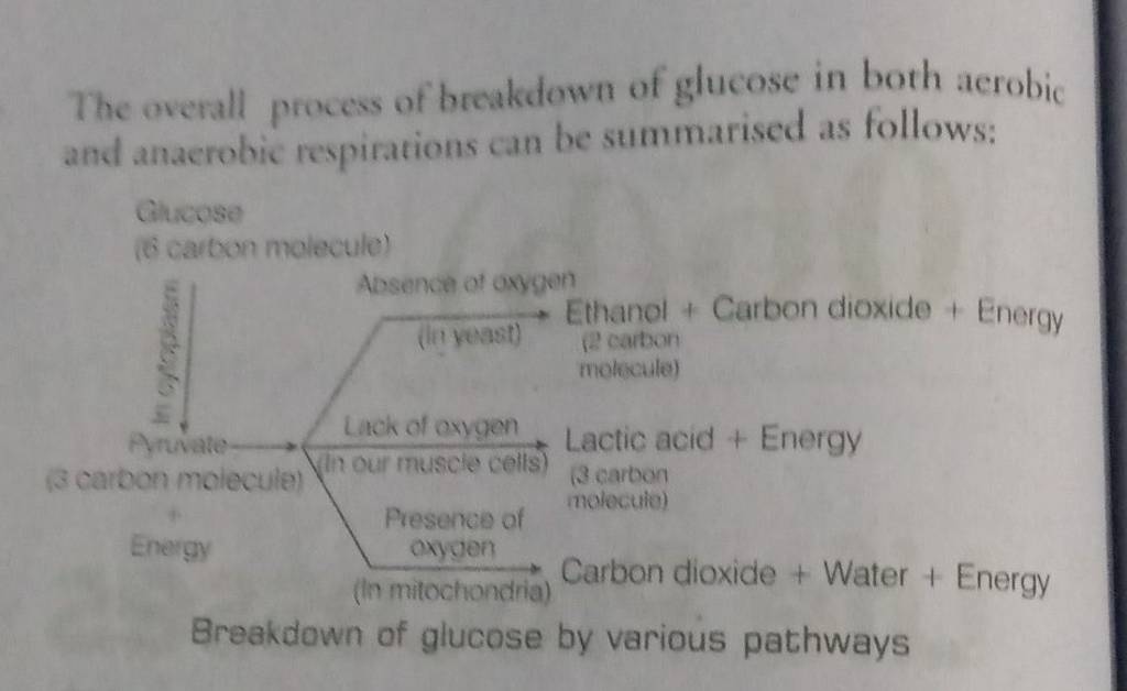 The overall process of breakdown of glucose in both aerobic and anaerobic 