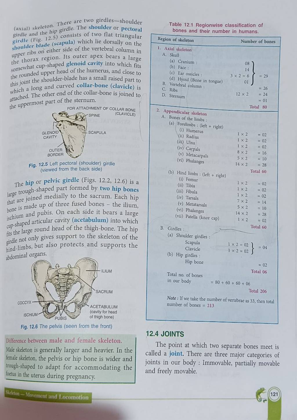(axial) skeleton. There are two girdlesshoulder girdle and the hip girdl..