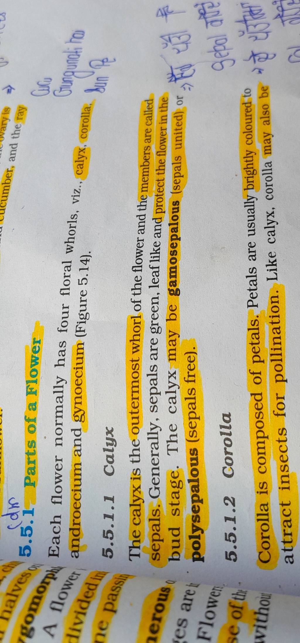 5.5.1.1 Calyx The calyx is the outermost whorl of the flower and the memb..