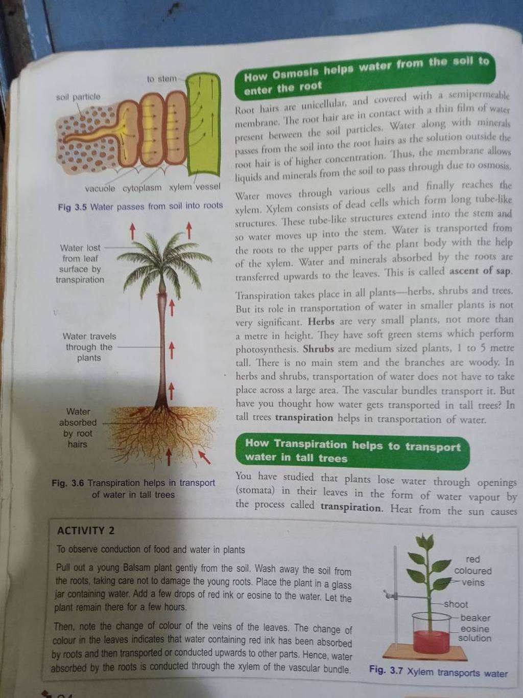 How Osmosis helps water from the soll to enter the root Root hairs are un..