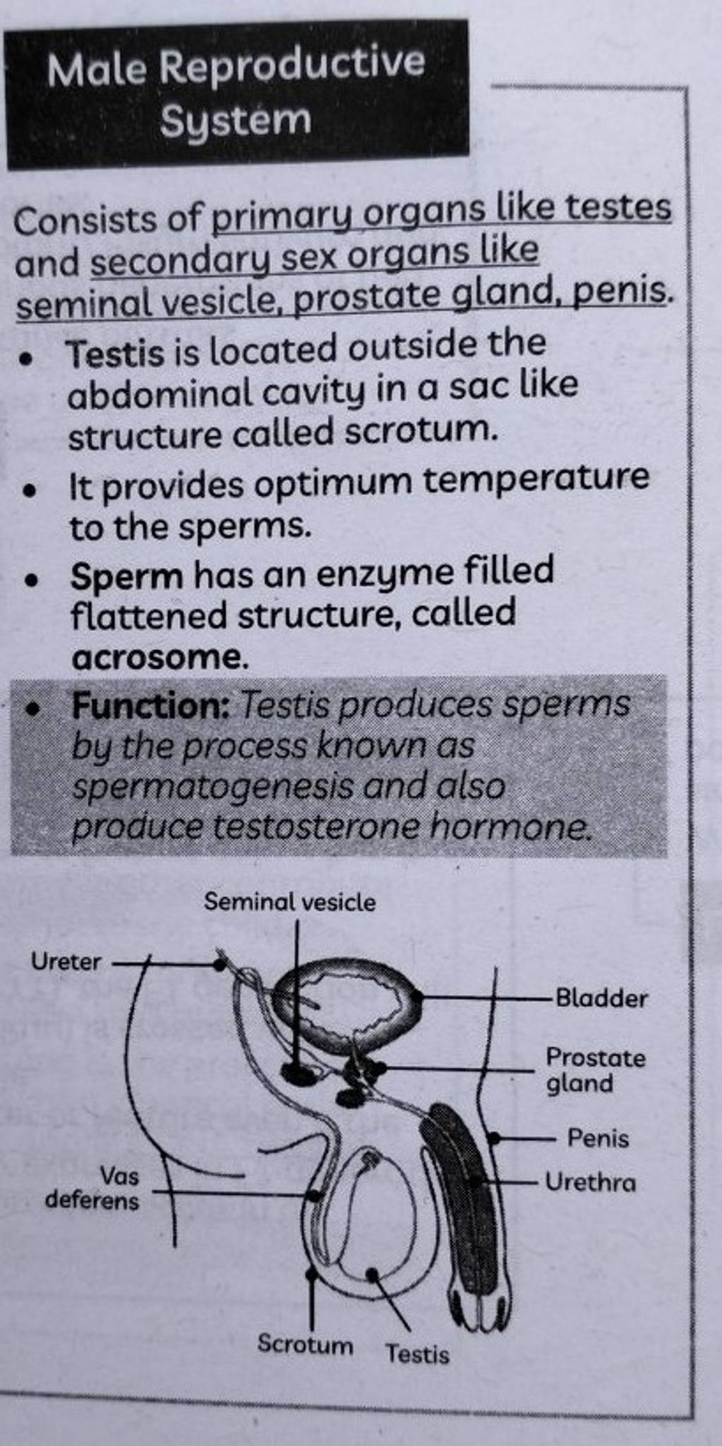 Consists Of Primary Organs Like Testes And Secondary Sex Organs Like Semi