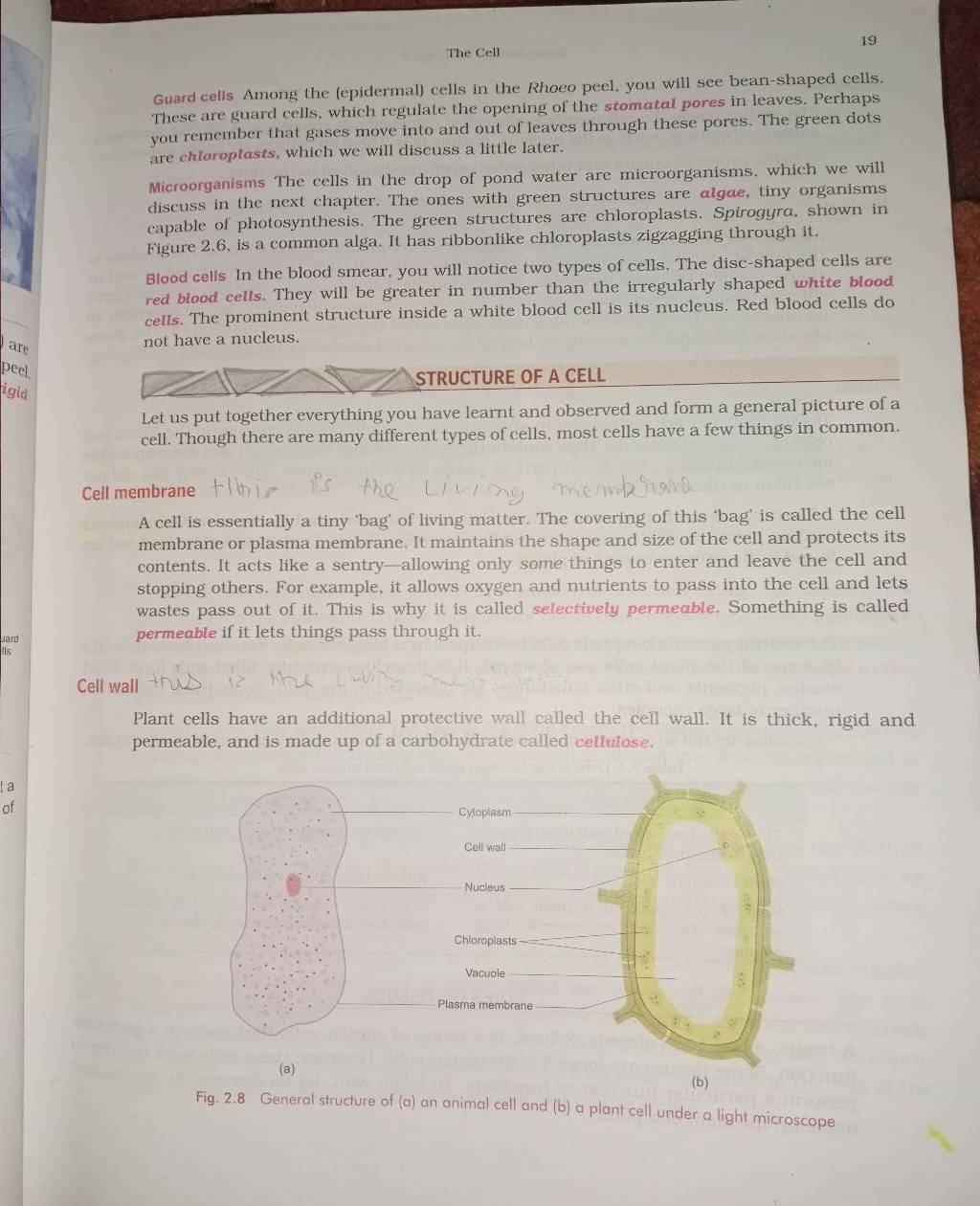 The Cell 19 Guard cells Among the (epidermal) cells in the Rhoeo peel. yo..