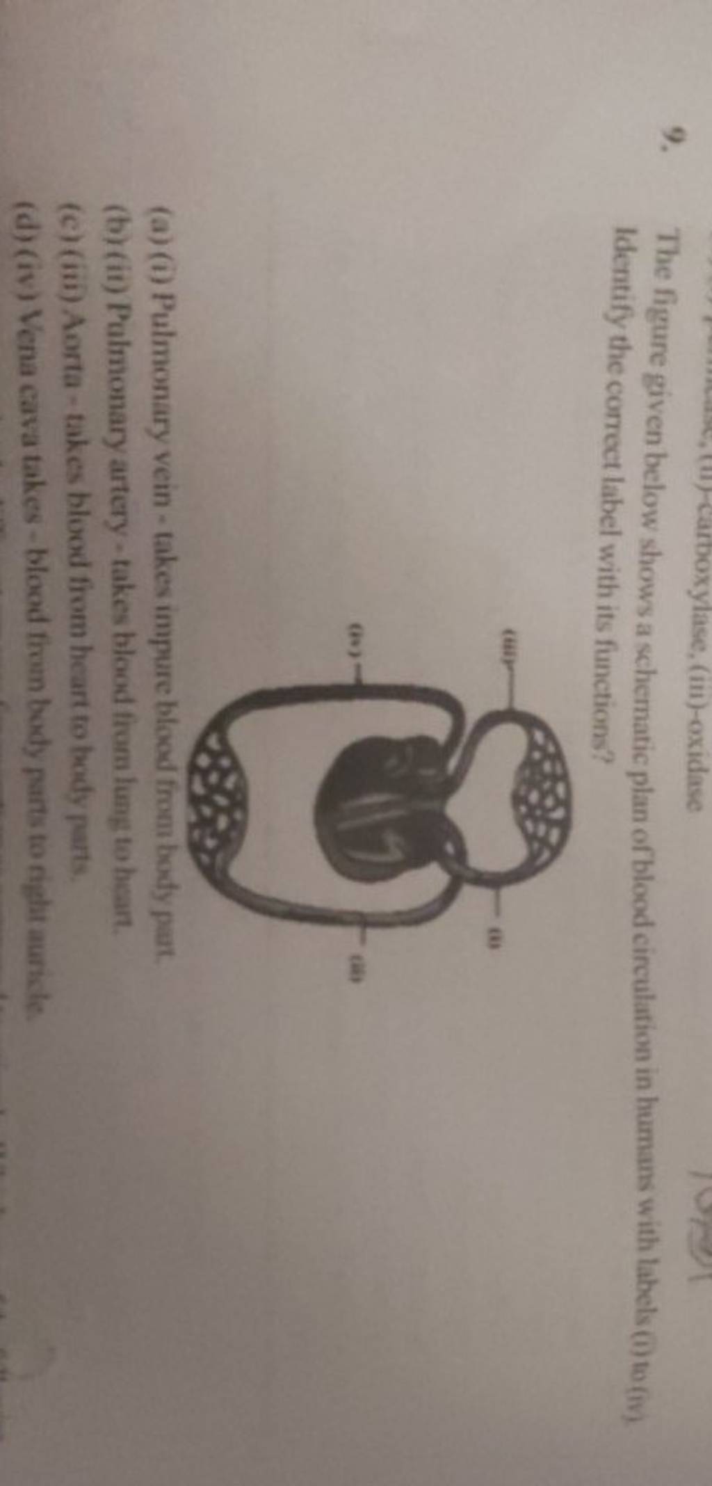 The figure given below shows a schematic plan of blood circulation in hum..