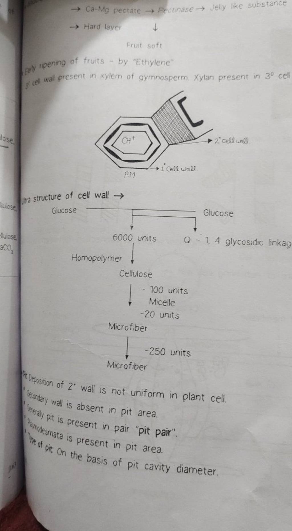→ CaMg pectate → Pectinase → Jeliy like substance → Hard layer Fruit sof..