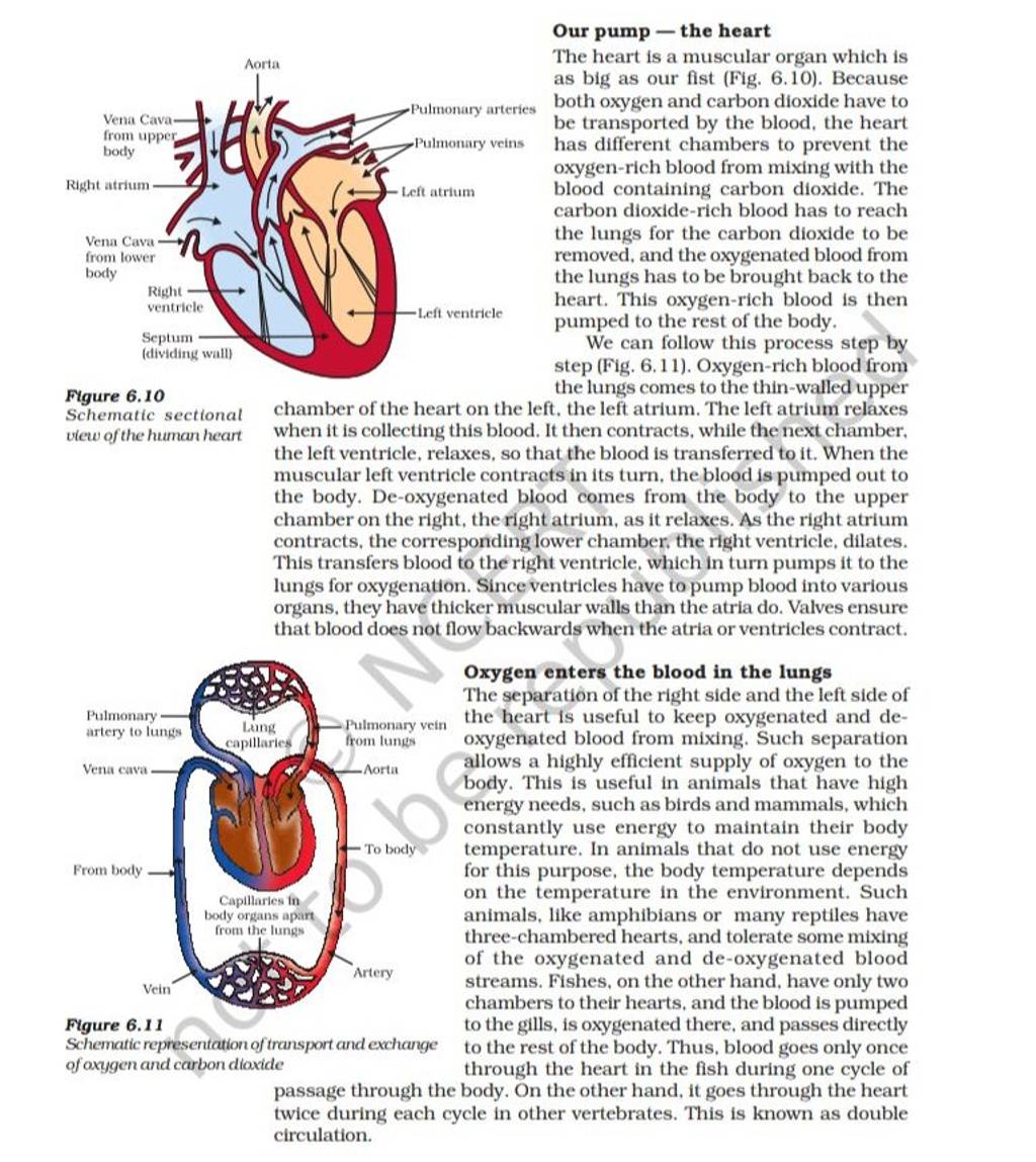 Our pump - the heart The heart is a muscular organ which is as big as our..