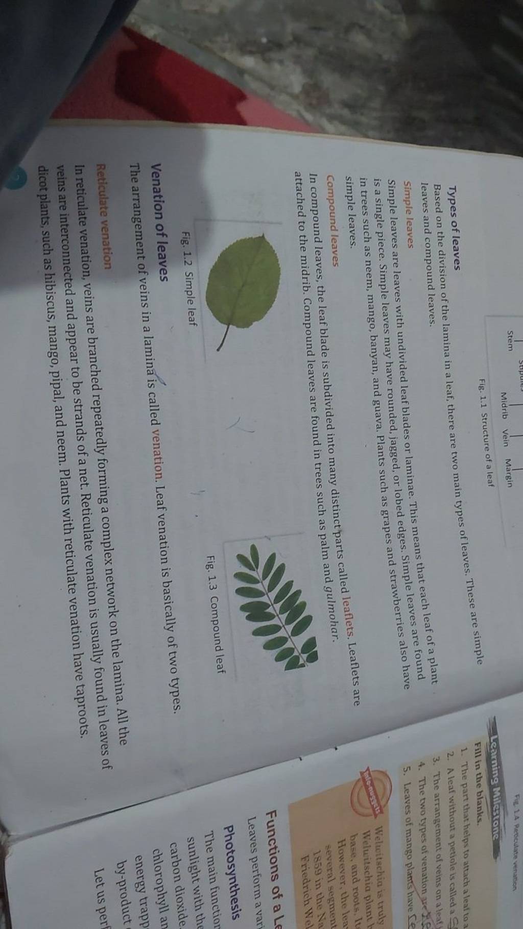 types-of-leaves-leaves-and-compound-leaves-simple-leaves-simple-leaves-a