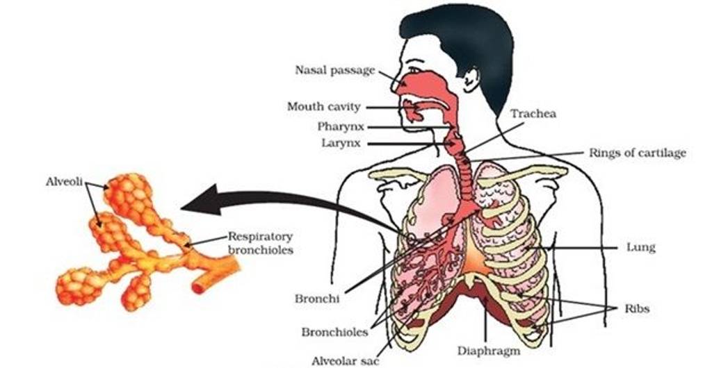 Alveoli Nasal passage. Mouth cavity Pharynx Larynx Respiratory bronchiol..