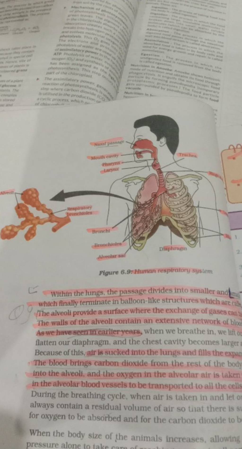 Figure 6.9: Human respiratory system Within the lungs, the passage divide..