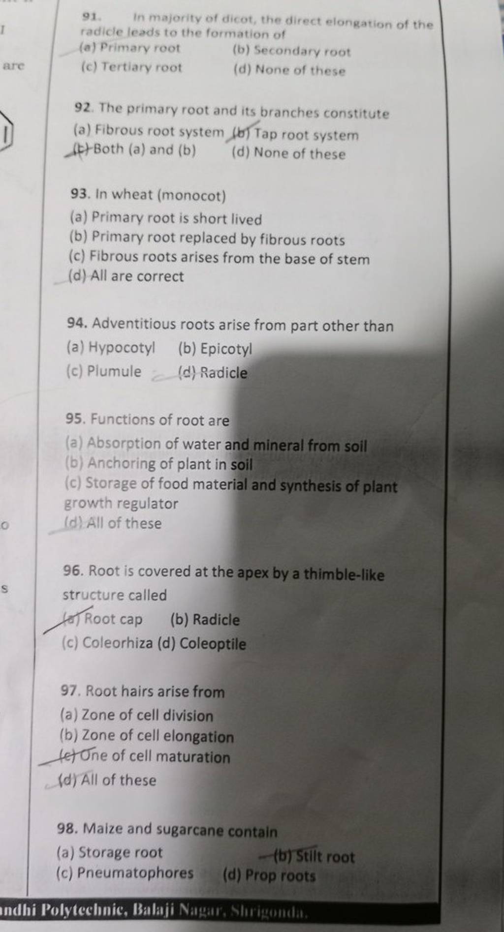 Root is covered at the apex by a thimblelike structure called Filo