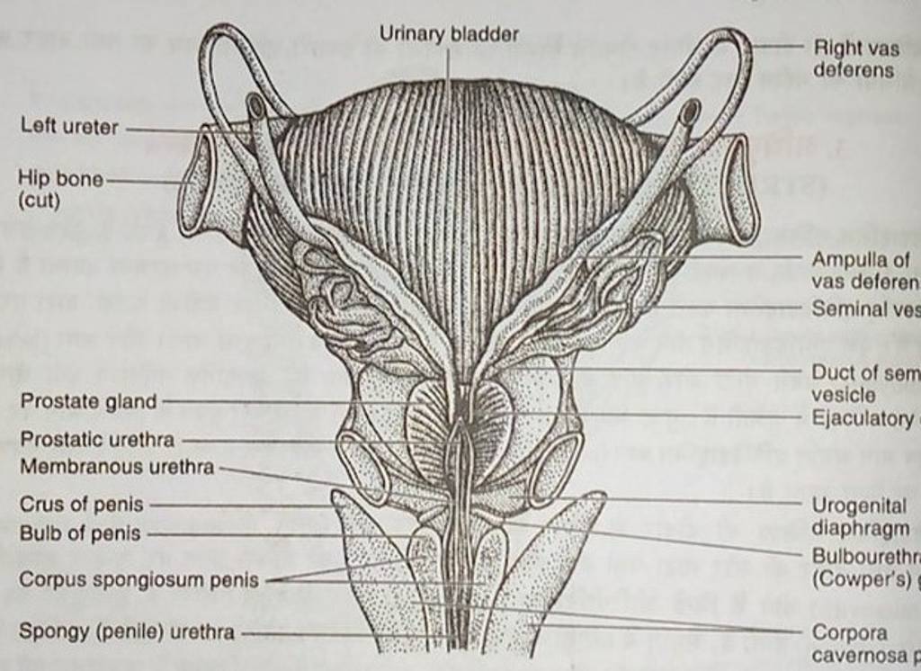 Left ureter Hip bone- (cut) Prostate gland Prostatic urethra Membranous u..