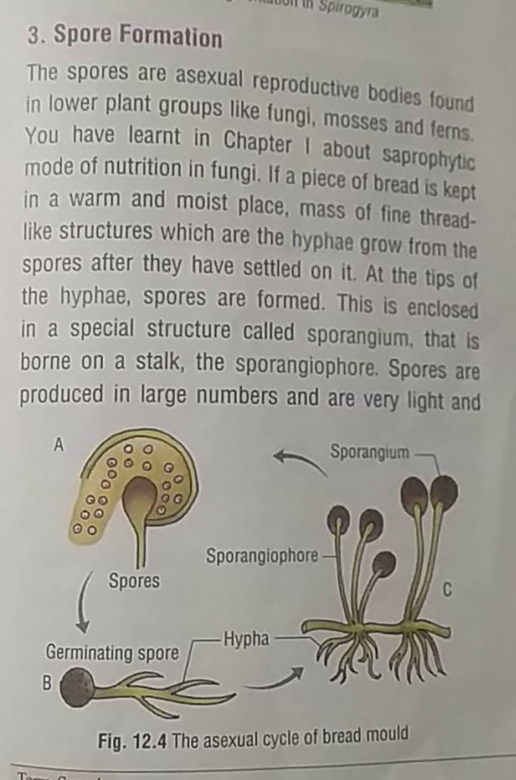 3-spore-formation-the-spores-are-asexual-reproductive-bodies-found-in-lo