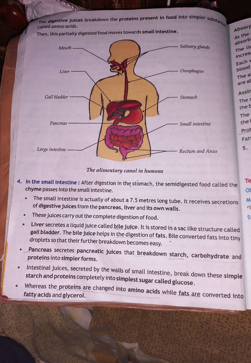 The digestive juices breakdown the proteins present in food into simpler