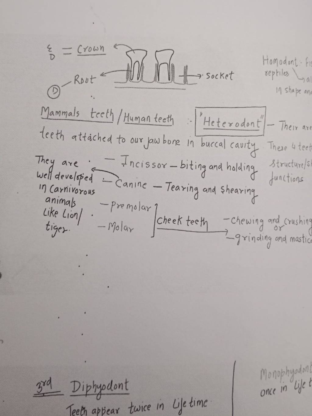 homodont-mammals-teeth-human-teeth-heterodont-their-are-teeth-attach