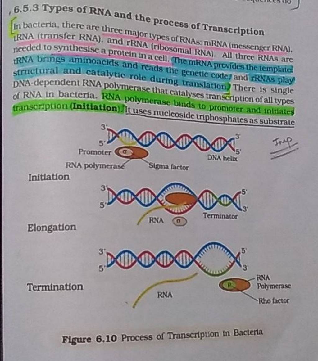 , 6.5.3 Types of RNA and the process of Transcription
(In bacteria, th