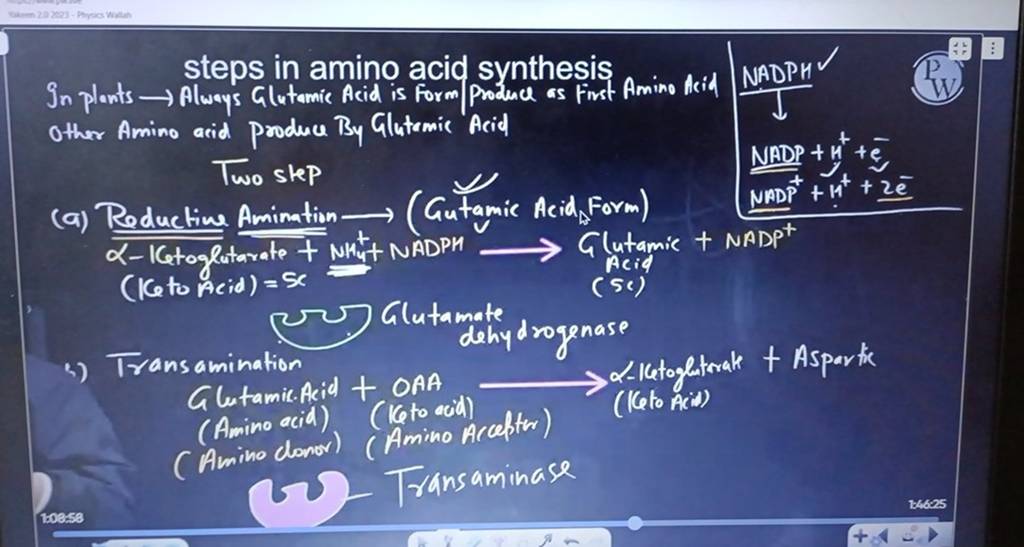 In plants steps in amino acid synthesis other Amino acid produce By Glate..