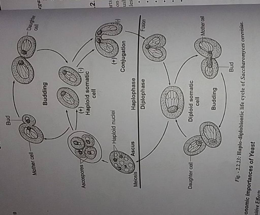 saccharomyces life cycle