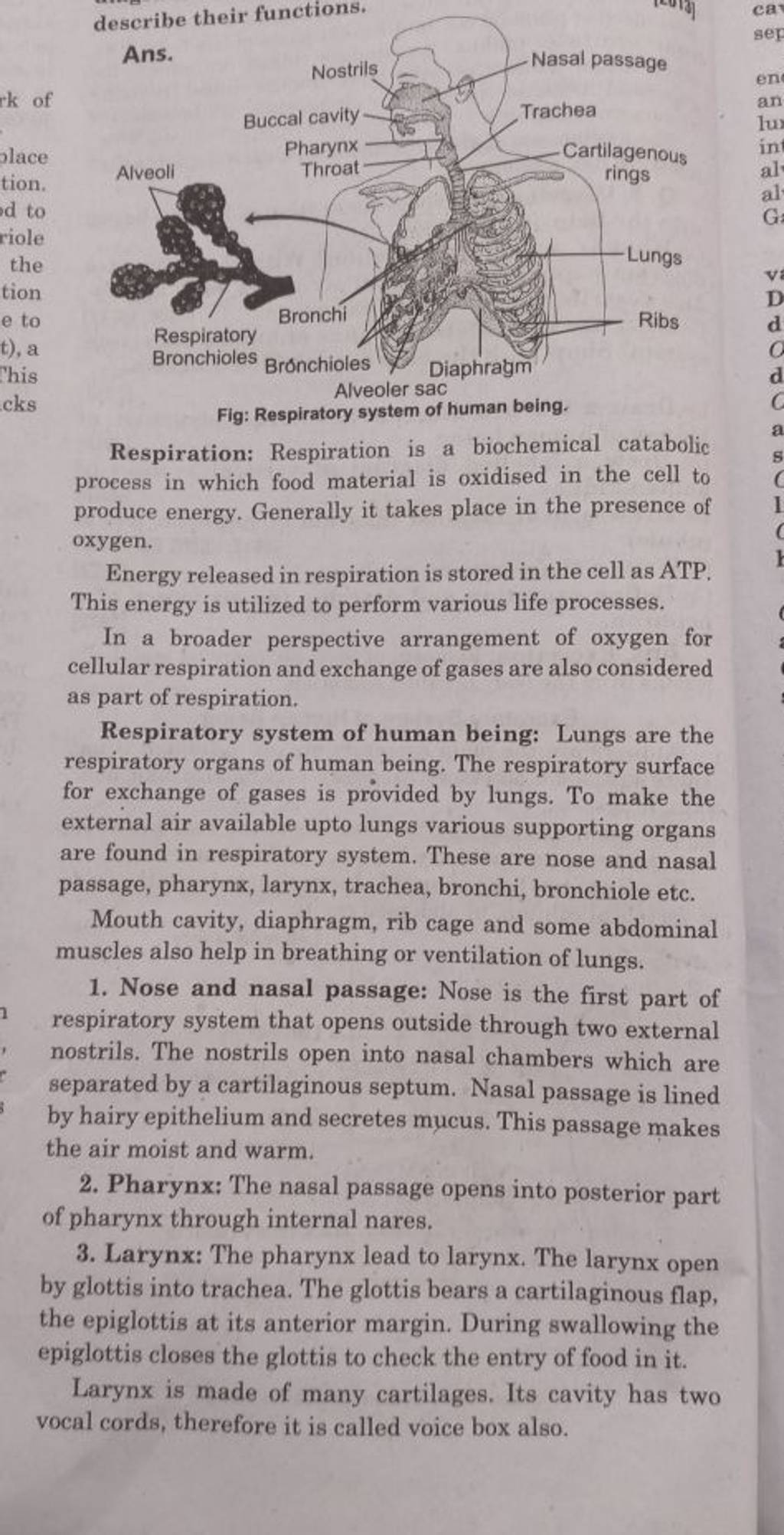 describe their functions. Ans. Nostrils Buccal cavity Cartilagenous Phary..