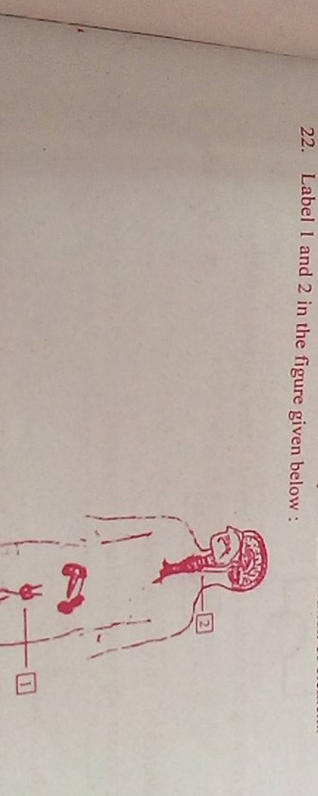 22. Label 1 and 2 in the figure given below Filo