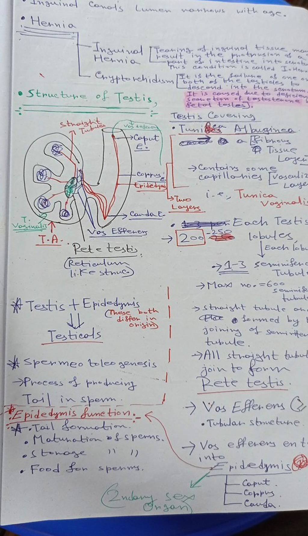 Hernia Conol's Lumen nonnows with age. Inguinal Hennia Eryptorchidism ne...