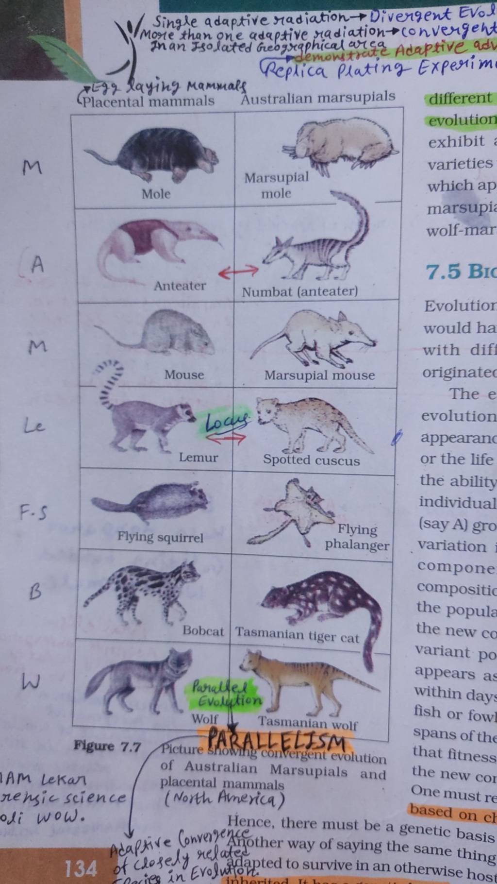 single-adaptive-radiation-divergent-evol-more-than-one-adaptive-radiati